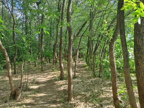 A row of trees in the forest Stock Photos