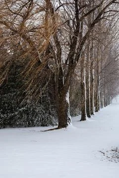 Row of trees getting covered with snow in Wisconsin Stock Photos