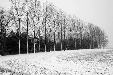 Row of trees getting covered with snow in Wisconsin Stock Photos