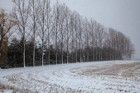Row of trees getting covered with snow in Wisconsin Stock Photos