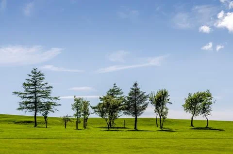 Row of trees on a golf course Stock Photos