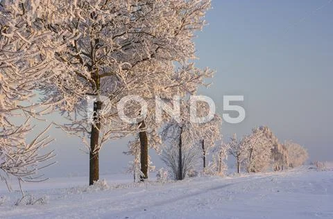 Row of trees with hoar-frost in snow covered landscape Stock Photos