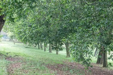 Row of trees with low arching branches over park grass.. Stock Photos