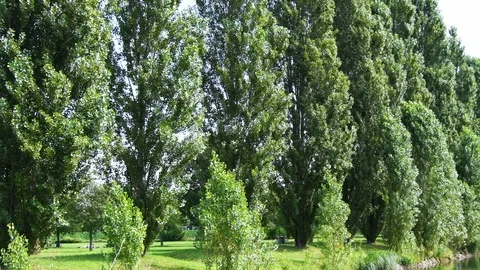 Row of trees moved by the wind next to a river Stock Footage 114288934