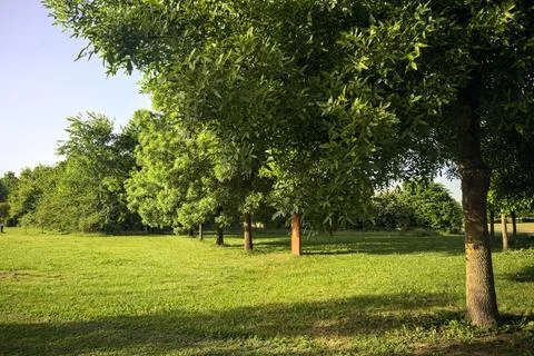 Row of trees next to a clearing Stock Photos