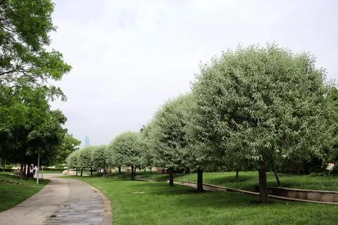A row of trees in the park Stock Photos