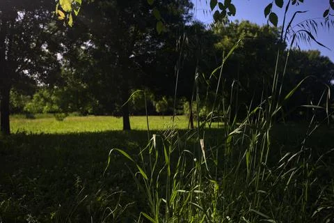 Row of trees in a park Stock Photos