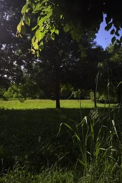 Row of trees in a park Stock Photos