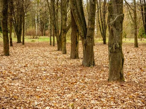 A row of trees in the park, tree trunks, yellow fallen leaves Stock Photos