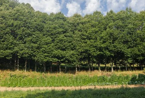 A row of trees in the path where the pilgrims walk in Camino de Santiago, Spain. Stock Photos