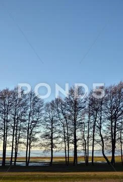 Row of trees Stock Photos