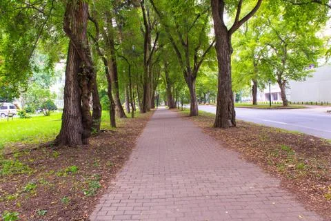 Row of trees Stock Photos