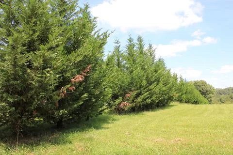 Row of trees Stock Photos