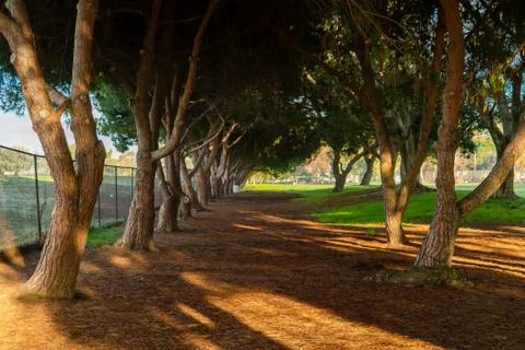 Row of Trees Stock Photos