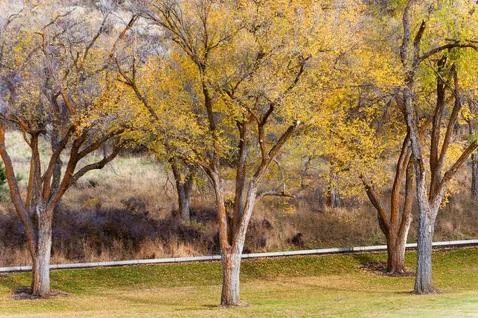 Row of trees Stock Photos