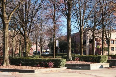Row of trees Stock Photos