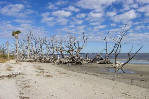 Row of trees Stock Photos