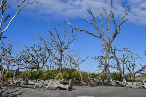 Row of trees Foto stock