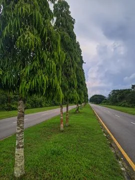 A row of trees Stock Photos