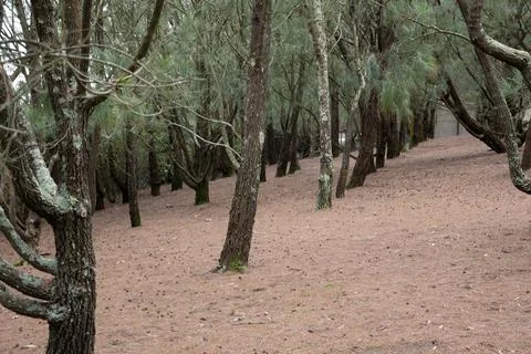 Row of trees Stock Photos