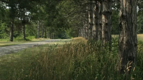 A Row of Trees by the Road Stock Footage 11401238