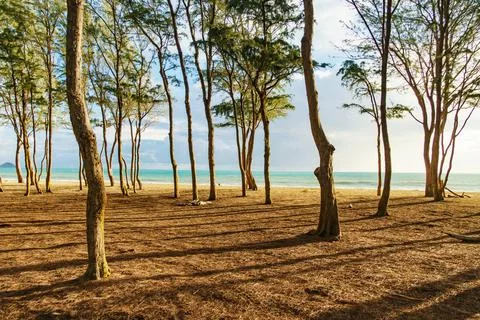 A row of trees on a sandy beach with the ocean visible in the background Stock Photos