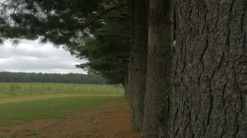 Row of trees slider spread 스톡 동영상 95037705