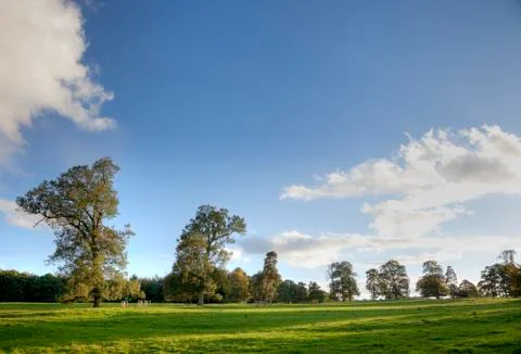 Row of trees with space for copy Stock Photos
