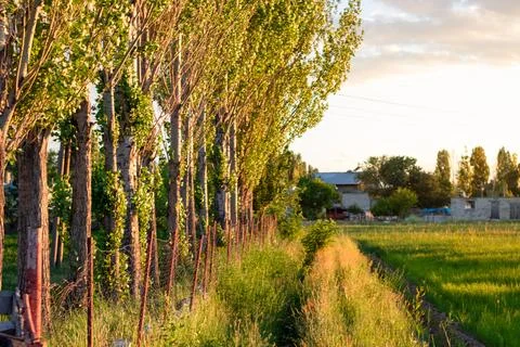 A row of trees with the sun setting behind them.Seasons concept. Stock Photos