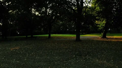 Row of trees at sundown dusk Video stock 284248327