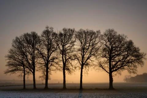Row of trees at sunset Stock Photos