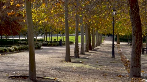 Row of trees with their mojas moved by the wind Stock Footage 169826813