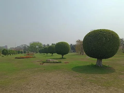 A row of trees trimmed in round shape in a big garden in New Delhi, India Фото