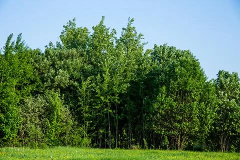 Row of trees under blue sky in field, natural landscape Stock Photos