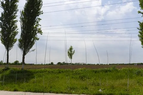 Row of Trees with White Painted Trunks by Field Stock Photos