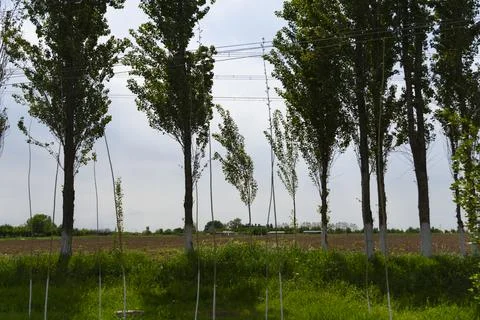 Row of Trees with White Painted Trunks by Field Stock-Fotos