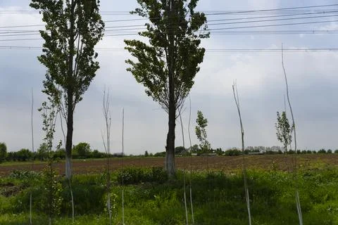 Row of Trees with White Painted Trunks by Field Stock Photos