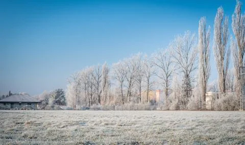 Row of trees in winter Stock Photos