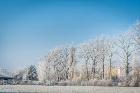 Row of trees in winter Stock Photos