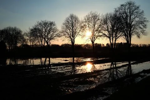 A row of trees in winter with the sun setting Stock Photos