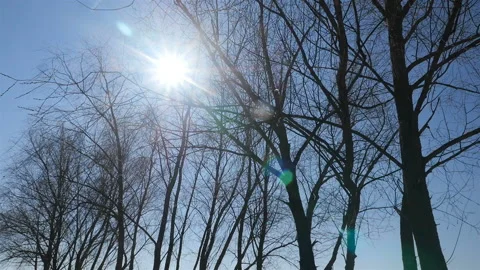 A row of trees without leaves against a blue sky. Bright spring rays of the sun Stock Footage 126928491