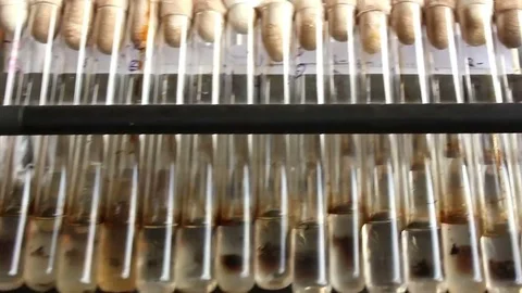 The row of tubes on the laboratory shaker Stock Footage 73079087