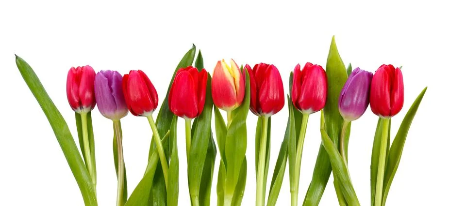 Row of tulips Stock Photos