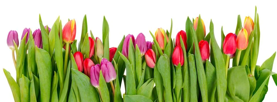 Row of tulips Foto stock