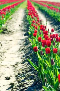 Row of tulips Stock Photos