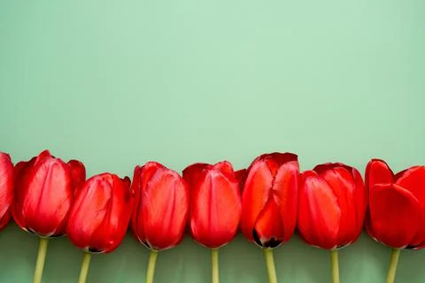 Row of tulips Stock Photos