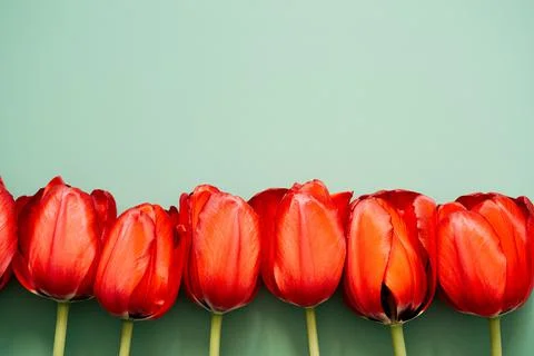 Row of tulips Stock Photos