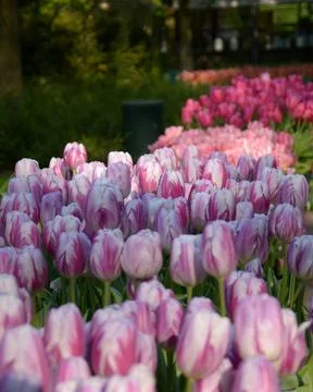 Row of tulips Stock Photos