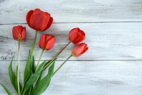 Row of tulips on wooden background Stock Photos