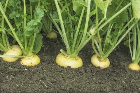 Row of turnips in a garden bed close-up in September Stock Photos